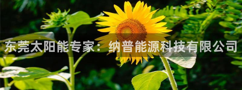 进入sunbet官网手机版登陆